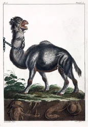 Egypúpú