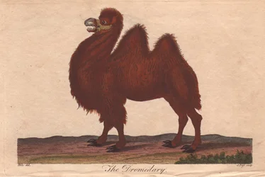 Dromedár teve Camelus dromedarius