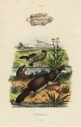 Kacsacsőrű kacsacsőrű, Ornithorhynchus anatinus