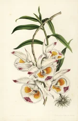 Devonshire hercegének dendrobium orchideája, Dendrobium devonianum. Stroobant kézi színezésű litográfiája Louis van Houtte és Charles Lemaire: Flowers of the Gardens and Hothouses of Europe, Flore des Serres et des Jardins de l