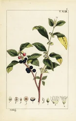 Dyer homoktövis, Flueggea tinctoria.