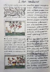 Ehető növények, vörös bab, oldal a Firenzei kódex XI. könyvéből, kétnyelvű változat spanyolul és nahuatl nyelven, Új Spanyolország dolgainak általános története, Fray Bernardino de Sahagun (1499-1590) spanyol misszionárius. Azték civilizáció