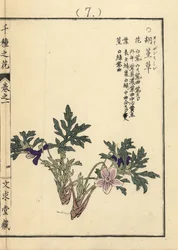 Eizan sumire arany eizan ibolya, Viola eizanensis. Kono Bairei kézi színezésű fametszete a Senshu no Hana (Virágok ezer fajtája), Bunkyudo, Kiotóból.