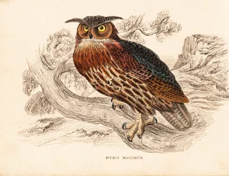 Bubo bubo (fülesbagoly, Bubo maximus). Kézzel színezett acélmetszet Georg Friedrich Treitschke természetrajzi galériájából, Naturhistorischer Bildersaal des Thierreiches, Liepzig.