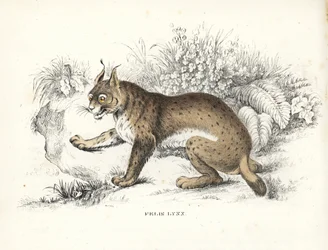 Eurázsiai hiúz, Lynx lynx (Felis lynx). Kézzel színezett litográfia Georg Friedrich Treitschke természetrajzi galériájából, Naturhistorischer Bildersaal des Thierreiches, Liepzig-1842.