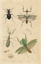 Európai sáska, vallásos sáska 1, leveles sáska, Choeradodis rhomboidea 2, tigrisbogár, Manticora latipennis 3, sáska, sáska sáska