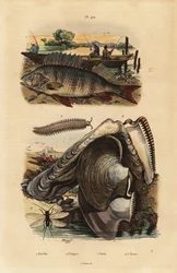 Európai sügér, Perca fluviatilis 1, bársonyféreg, Peripatus iuliformis 2, fűzős, Perla marginata 3, és gyöngy osztriga, Isognomon isognomum 4. Perche, Peripate, Perle, Perne