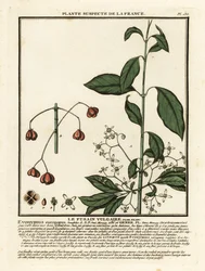 Európai orsó, Euonymus europaeus.