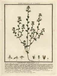 Eyebright, Euphrasia rostkoviana.
