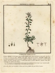 Tündérvirág, Erinus alpinus.