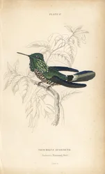 Ünnepi kokárda, Lophornis chalybeus (Audenet-kolibri, Trochilus audenetii). William Lizars kézzel színezett acélmetszete Sir William Jardine természettudós könyvtárából: Ornithology: Hummingbirds, Edinburgh, W.H. Lizars
