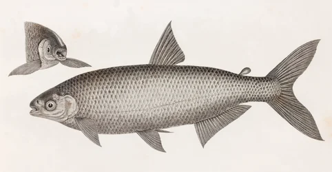 Hal: Le Characin