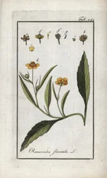Lángboglárka vagy kis árok vagy kis lángos (Ranunculus flammula). Litográfia Johannes Zorn (1739-1799) "Afbeelding der Artseny-Gewassen" című művéből, Hollandia.