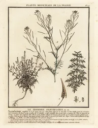 Flixweed, Descurainia sophia.