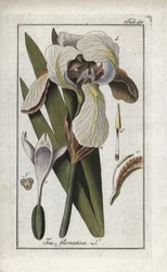 Firenzei írisz vagy firenzei írisz (Iris florentina). Litográfia Johannes Zorn (1739-1799) "Afbeelding der Artseny-Gewassen" című művéből, Hollandia.