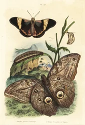 Erdei óriásbagolylepke, Caligo eurilochus 1 és Brassolis sophorae pillangó, báb és hernyó 2