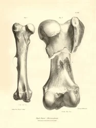 A Macrauchenia nevű, eltűnt őskori állat fosszilis csontjai (combcsontok), amelyeket Charles Darwin írt le a Beagle fedélzetén tett expedíciója során. Tábla a "The Zoology of the voyage of the H.M.S. Beagle under the command of Captain Fitzroy during the y