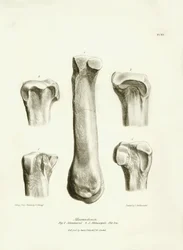 Az eltűnt őskori állat, a Macrauchenia fosszilis csontjai (metatarse és metacarp), amelyeket Charles Darwin írt le a Beagle fedélzetén tett expedíciója során. Tábla a "The Zoology of the voyage of the H.M.S. Beagle under the command of Captain Fitzroy duri