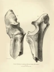 Az eltűnt őskori állat, a Macrauchenia fosszilis csontjai (singcsont és orsócsont), amelyeket Charles Darwin írt le a Beagle fedélzetén tett expedíciója során. Tábla a "The Zoology of the voyage of the H.M.S. Beagle under the command of Captain Fitzroy dur