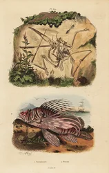 Egy kihalt pterodactyl, Pterodactylus antiquus és vörös oroszlánhal, Pterois volitans fosszilis csontváza