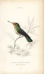 Fodros koktél, Lophornis magnificus, nőstény (Csodálatos kolibri, Trochilus magnificus). William Lizars kézzel színezett acélmetszete Sir William Jardine természettudós könyvtárából: Ornithology: Hummingbirds, Edinburgh, W.H. Lizars