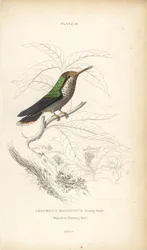 Fodros koktél, Lophornis magnificus, fiatal hím (Csodálatos kolibri, Trochilus magnificus). William Lizars kézzel színezett acélmetszete Sir William Jardine Naturalist