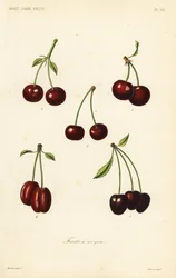 Gyümölcsök, csonthéjasok