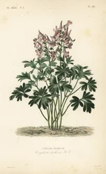 Füstfű, Corydalis solida, Corydalis bulbosa, Corydale bulbeuse