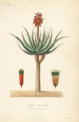 Fynbos aloe, Aloe succotrina, Aloe succotrina