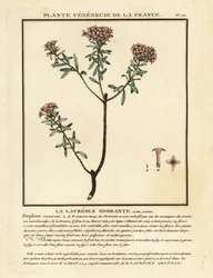 Füzérvirág, Daphne cneorum.
