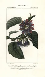 Óriás granadilla