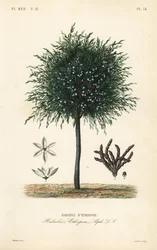 Szelim, Xylopia aethiopica, Habzelia aethiopica, Etióp Habzeli szemek
