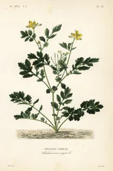 Nagy celandin, Chelidonium majus, Chelidoine