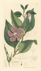 Vinca major (grande periwinkle) Kézzel színezett rézmetszet James Sowerby rajza után James Smith angol botanikájához készült rajz alapján.