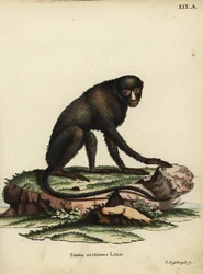 Nagy foltorrú majom vagy gittorrú majom. Cercopithecus nictitans. Simia Nictitans Linn. Johann Nussbiegel kézzel készített rézmetszete Johann Christian Daniel Schreber Animal Illustrations after Nature, or Schreber