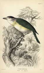 Zöldhátú cincér, Pachyramphus viridis (Cuvier-féle cincér, Pachyrhynchus cuvierii). William Lizars kézzel színezett acélmetszete William Swainson illusztrációja után Sir William Jardine Naturalist