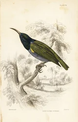 Zöldfejű napraforgó (Alsó-Guinea), Cyanomitra verticalis cyanocephala (olajbogyós napraforgó, Cinnyris chloronotus). William Lizars kézzel színezett acélmetszete William Swainson után Sir William Jardine Naturalist