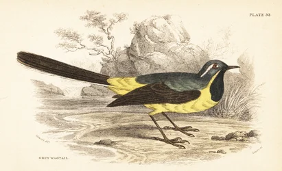 Szürke béklyó, Motacilla cinerea. 1889 (metszet)