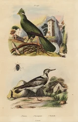 Guinea turco, Tauraco ízület, és eurázsiai nyák, Jynx torquilla