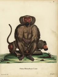 Hamadryas pávián, Papio hamadryas. Simia hamadryas Linn. Tyroff kézi rézmetszete George Edwards illusztrációja után, Johann Christian Daniel Schreber: Animal Illustrations after Nature, or Schreber