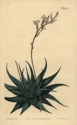 Haniki Dwarf Alo, Howartie Attenuata War. Rudak. Rasplevelű aloé, aloe rudak