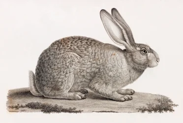 Hare Egyiptomból