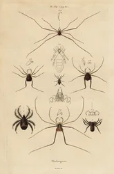 Aratóemberek, aratógépek vagy apa hosszúlábúak, Opiliones fajok