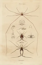 Aratóemberek, aratógépek vagy apa hosszúlábúak, Opiliones fajok
