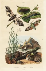 Hawk-moly, borotvahéj és seablite.