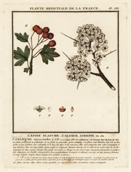 Galagonya, Crataegus rhipidophylla