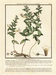 Kegyeleti gyógynövény, Gratiola officinalis.