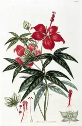 Hibiszkusz