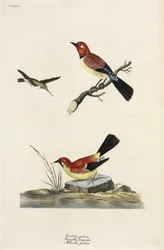 Kolibri, pelyva és vicc