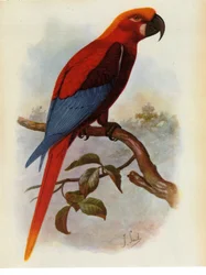 Illusztráció/Ara grossei/Jamaicai papagáj